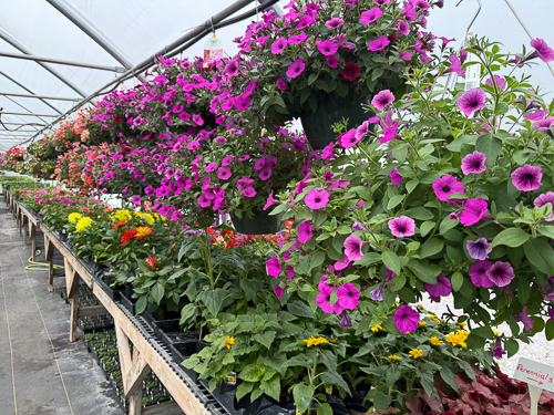 BackRoad Greenhouse