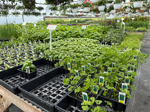 BackRoad Greenhouse