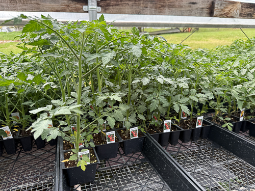 BackRoad Greenhouse