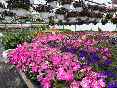 BackRoad Greenhouse