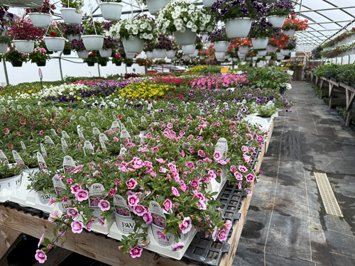 BackRoad Greenhouse