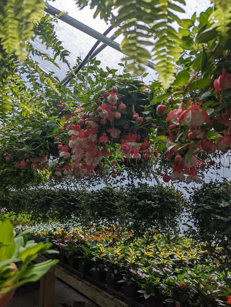 BackRoad Greenhouse