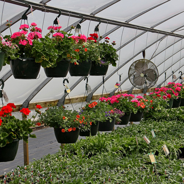 BackRoad Greenhouse